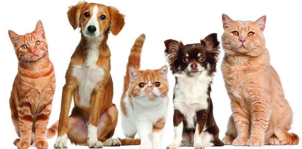 Доска объявлений о животных | ЗооТом - продажа, вязка и услуги для животных в Светлогорске
