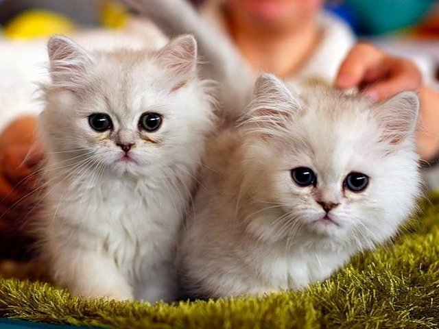 Породы кошек в Светлогорске | ЗооТом портал о животных