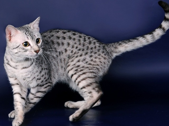 Породы кошек в Светлогорске | ЗооТом портал о животных