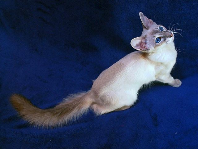 Выведенные породы кошек в Светлогорске | ЗооТом портал о животных
