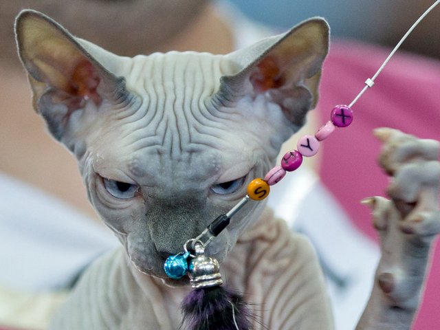 Выставки кошек в Светлогорске | ЗооТом портал о животных