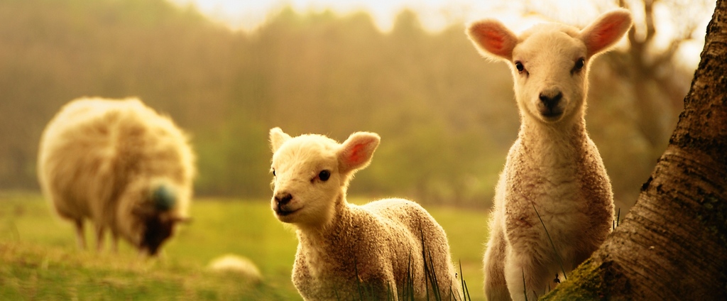 Объявления о сельскохозяйственных животных | ЗооТом - продажа, вязка и услуги для животных в Светлогорске