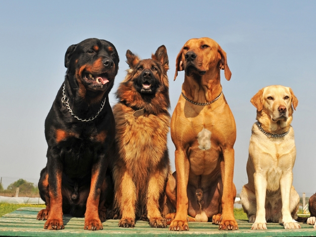 Крупные породы собак в Светлогорске | ЗооТом портал о животных