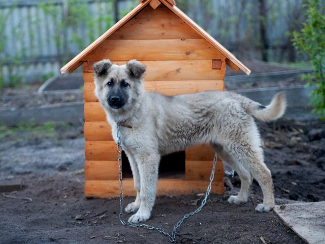 Все о собаках в Светлогорске Все о собаках в Светлогорске